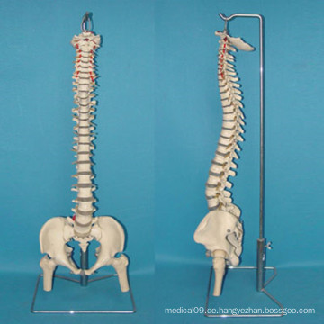 Menschliche Wirbelsäule Skelett Anatomie Modell für medizinische Lehre (R020711)